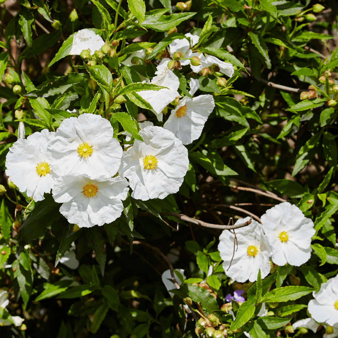 Cistus Corbariensis - Frankton's