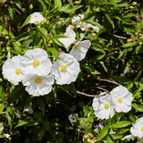 Cistus Corbariensis - Frankton's