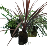 Contemporary Mix - Holly Fern, Grass (Carex Feathe Falls), Cordyline Red Star - Frankton's