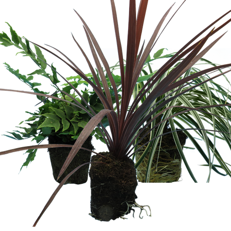 Contemporary Mix - Holly Fern, Grass (Carex Feathe Falls), Cordyline Red Star - Frankton's