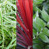 Contemporary Mix - Holly Fern, Grass (Carex Feathe Falls), Cordyline Red Star - Frankton's