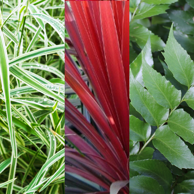 Contemporary Mix - Holly Fern, Grass (Carex Feathe Falls), Cordyline Red Star - Frankton's