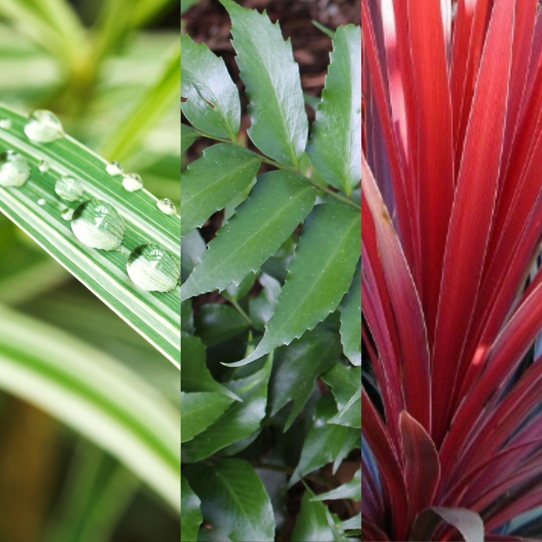 Contemporary Mix - Holly Fern, Grass (Carex Feathe Falls), Cordyline Red Star - Frankton's