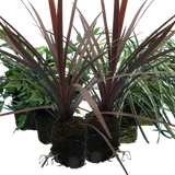 Contemporary Mix - Holly Fern, Grass (Carex Feathe Falls), Cordyline Red Star - Frankton's