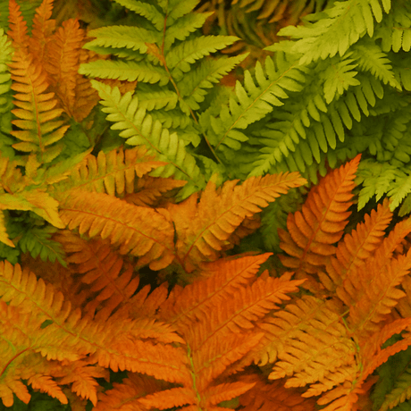 Copper Shield Fern Dryopteris Erythrosora - Frankton's