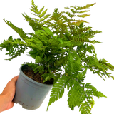 Copper Shield Fern Dryopteris Erythrosora - Frankton's