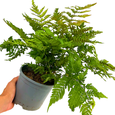 Copper Shield Fern Dryopteris Erythrosora - Frankton's
