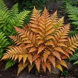 Copper Shield Fern Dryopteris Erythrosora - Frankton's