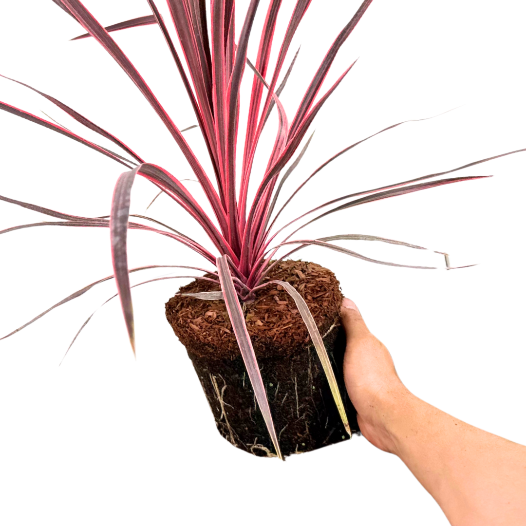 Cordyline Charlie Boy - Frankton's