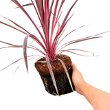 Cordyline Charlie Boy - Frankton's