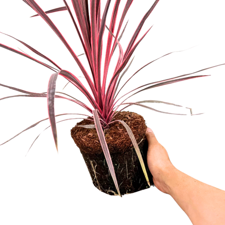 Cordyline Charlie Boy - Frankton's