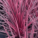 Cordyline Charlie Boy - Frankton's