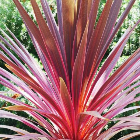 Cordyline Charlie Boy - Frankton's