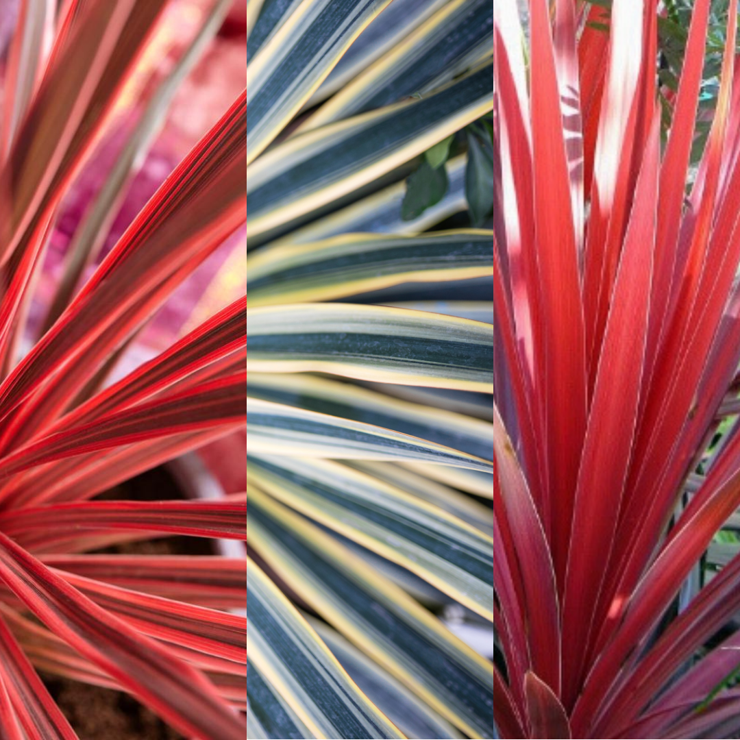 Cordyline Collection - Red Star, Charlie Boy, Torbay Dazzler - Frankton's