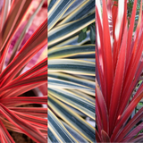 Cordyline Collection - Red Star, Charlie Boy, Torbay Dazzler - Frankton's