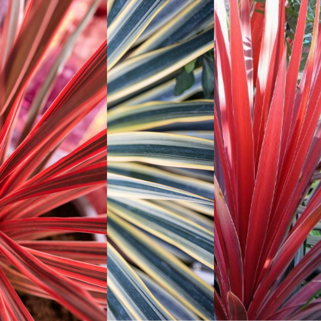 Cordyline Collection - Red Star, Charlie Boy, Torbay Dazzler - Frankton's