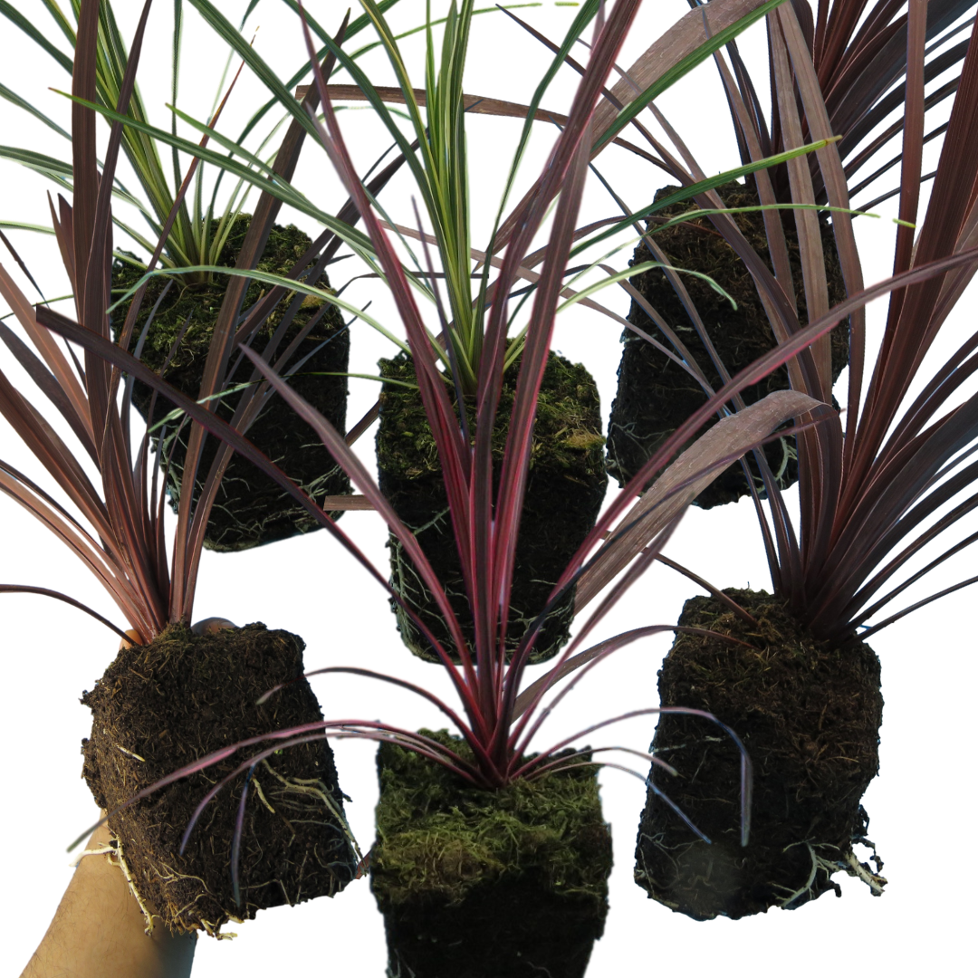 Cordyline Collection - Red Star, Charlie Boy, Torbay Dazzler - Frankton's