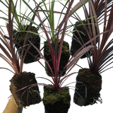Cordyline Collection - Red Star, Charlie Boy, Torbay Dazzler - Frankton's