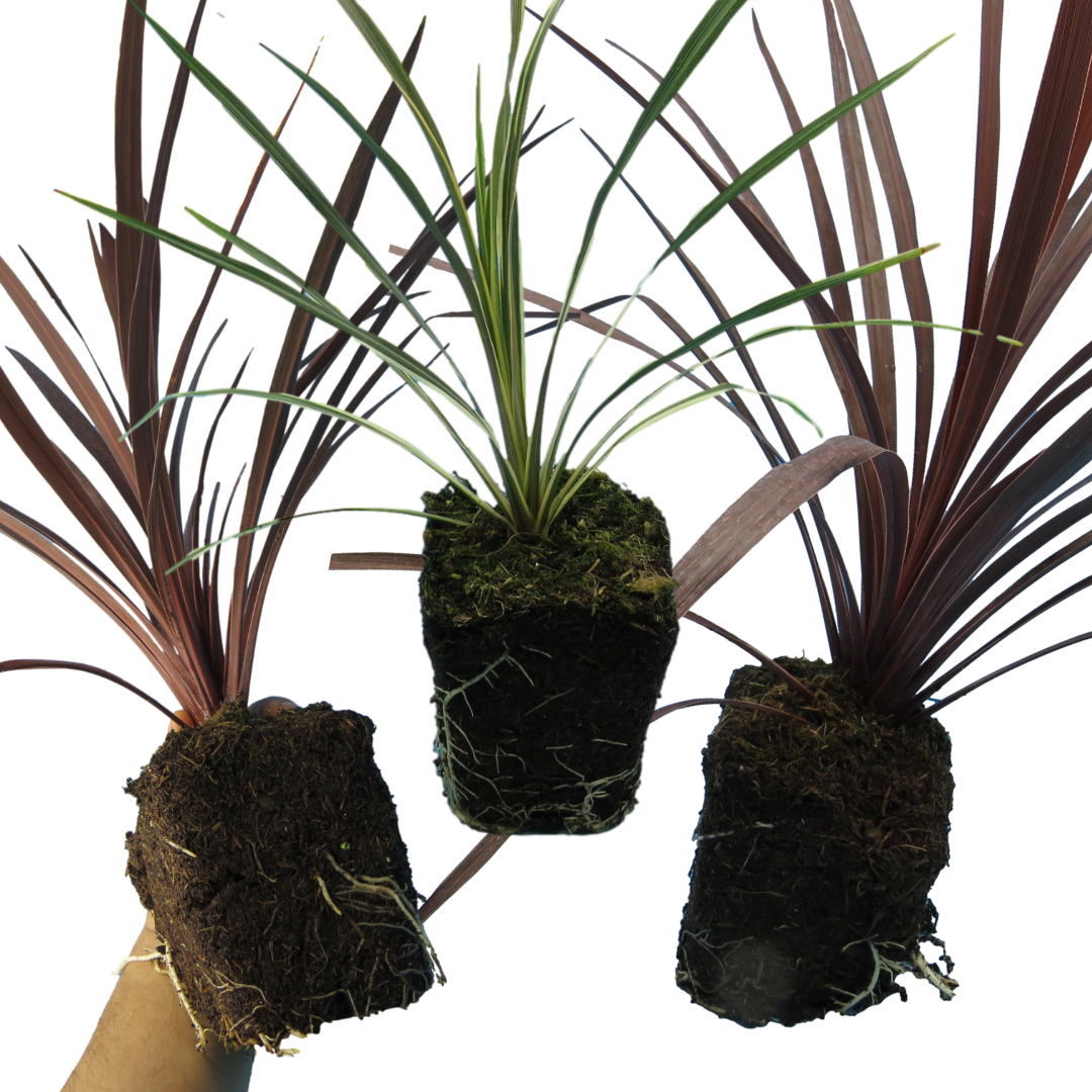 Cordyline Collection - Red Star, Charlie Boy, Torbay Dazzler - Frankton's
