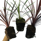 Cordyline Collection - Red Star, Charlie Boy, Torbay Dazzler - Frankton's