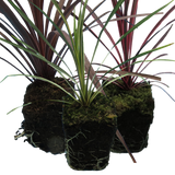 Cordyline Collection - Red Star, Charlie Boy, Torbay Dazzler - Frankton's