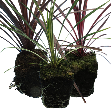 Cordyline Collection - Red Star, Charlie Boy, Torbay Dazzler - Frankton's