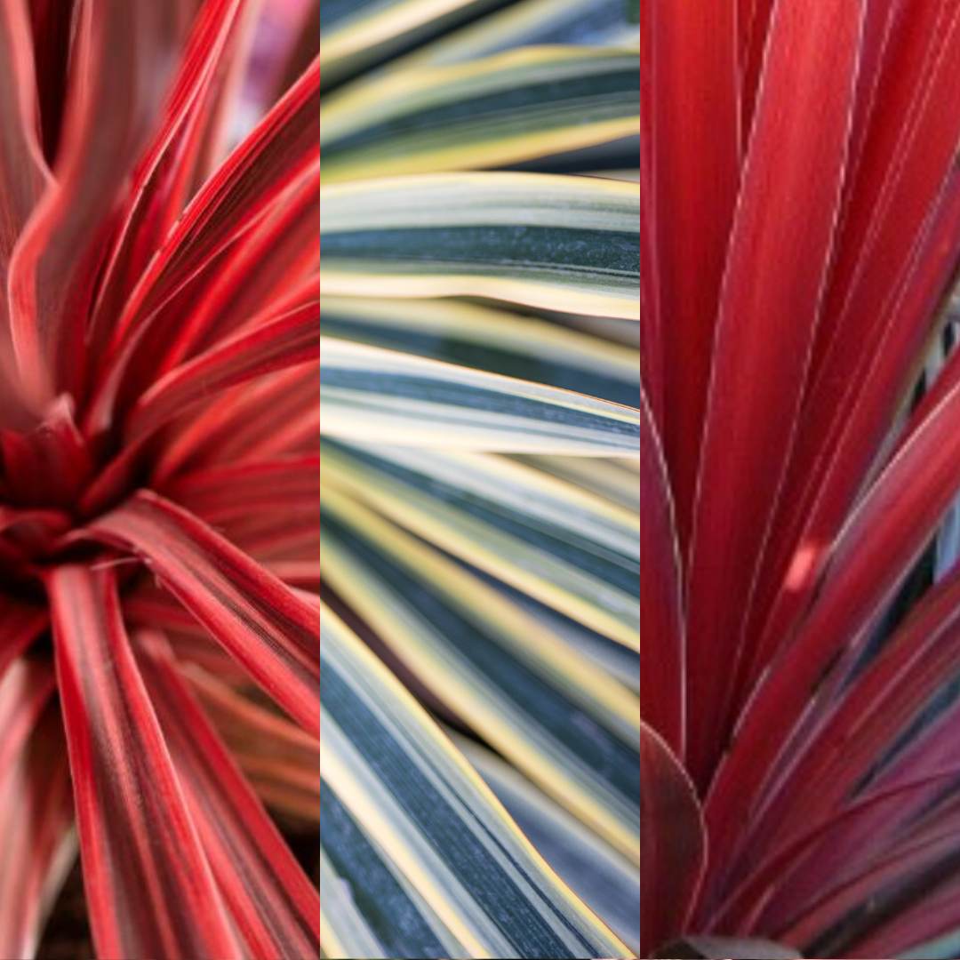 Cordyline Collection - Red Star, Charlie Boy, Torbay Dazzler - Frankton's