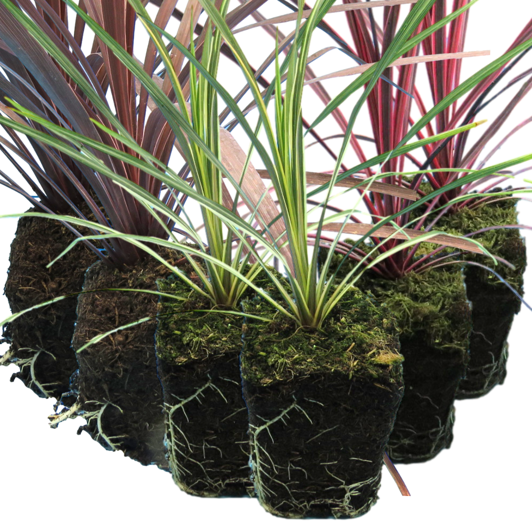 Cordyline Collection - Red Star, Charlie Boy, Torbay Dazzler - Frankton's