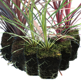 Cordyline Collection - Red Star, Charlie Boy, Torbay Dazzler - Frankton's