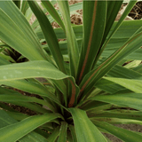 Cordyline Peko - Frankton's