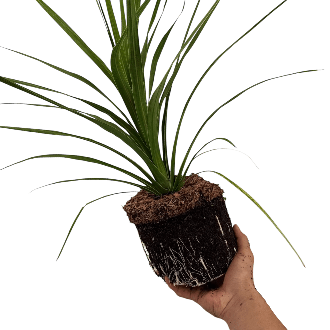 Cordyline Peko - Frankton's