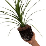 Cordyline Peko - Frankton's