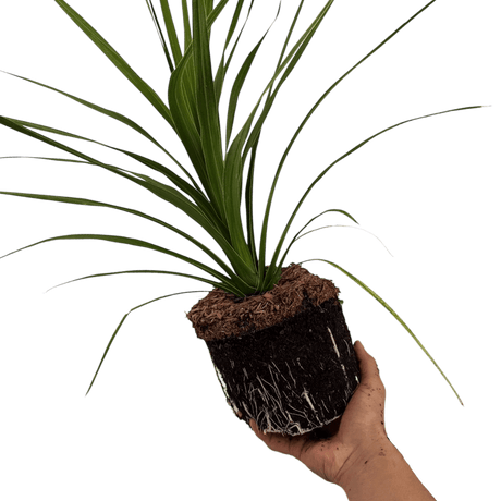 Cordyline Peko - Frankton's