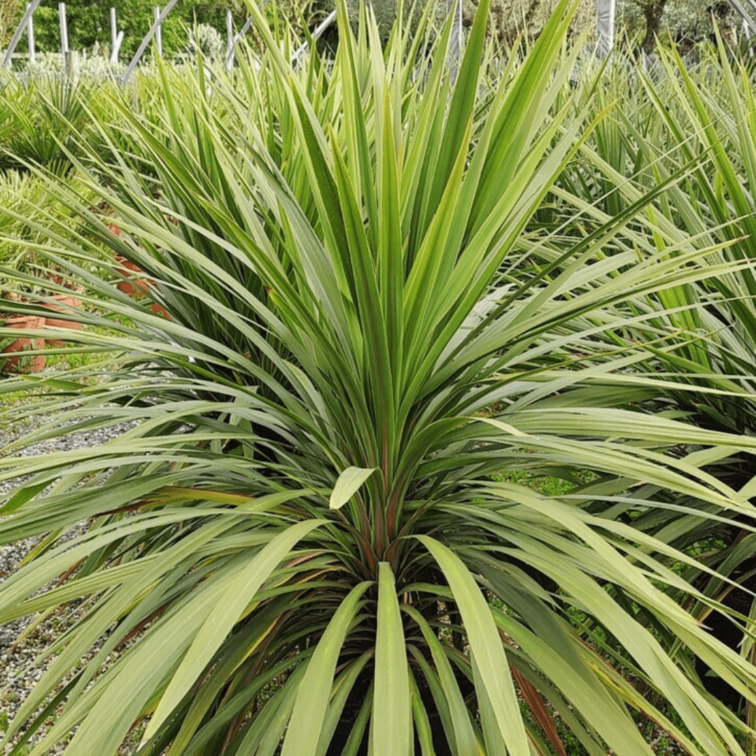 Cordyline Peko - Frankton's