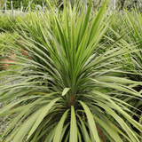 Cordyline Peko - Frankton's