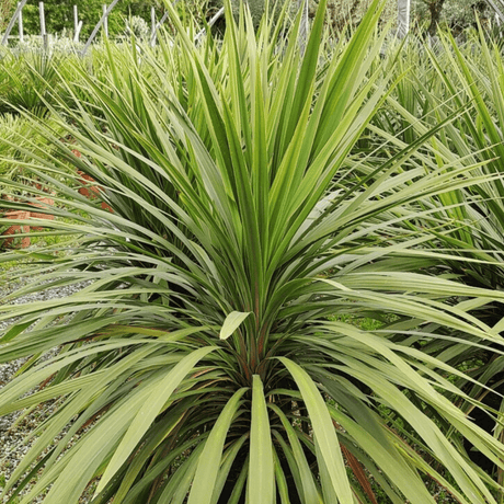 Cordyline Peko - Frankton's