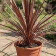 Cordyline Red Star - Frankton's