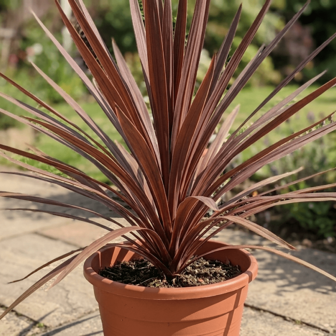 Cordyline Red Star - Frankton's