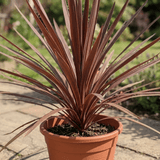 Cordyline Red Star - Frankton's