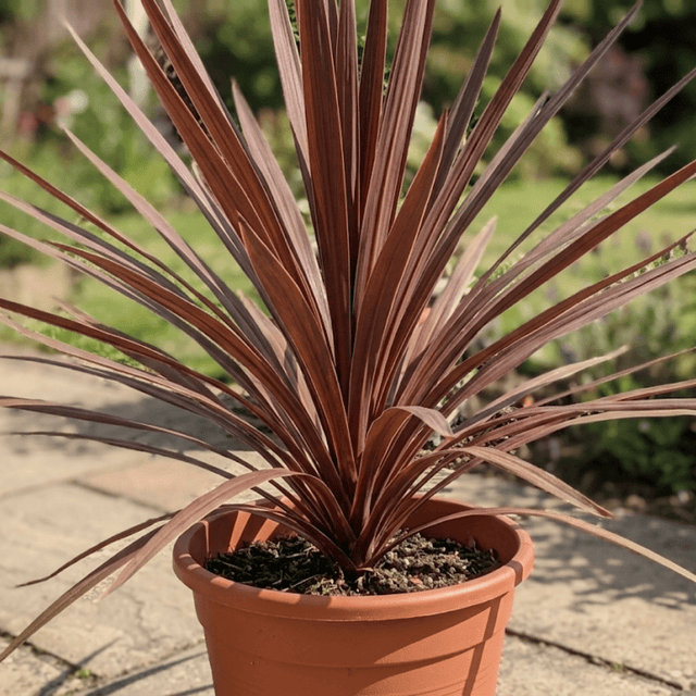 Cordyline Red Star - Frankton's