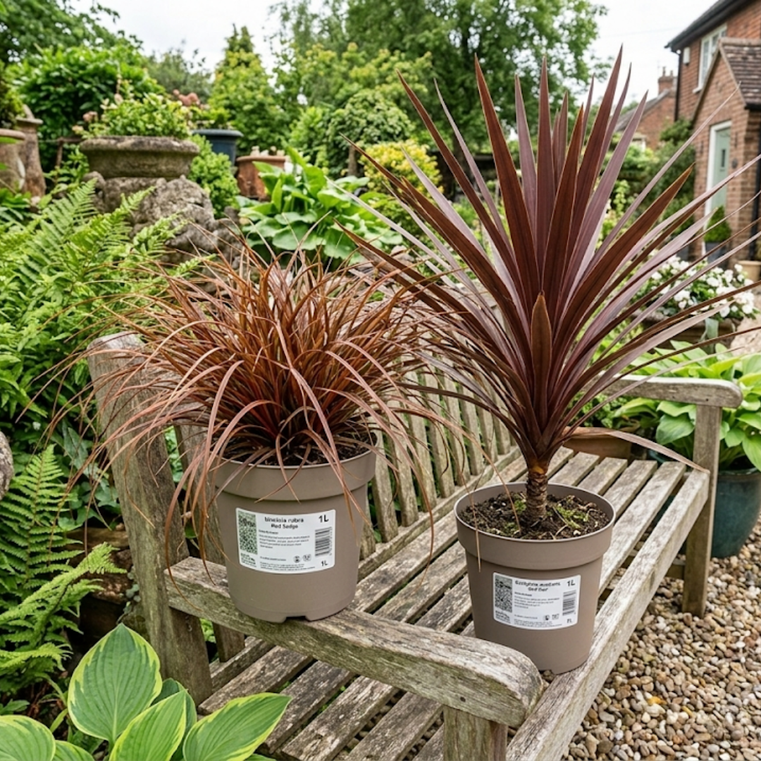 Cordyline Red Star - Frankton's