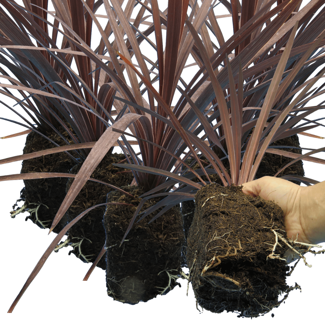 Cordyline Red Star - Frankton's