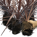 Cordyline Red Star - Frankton's