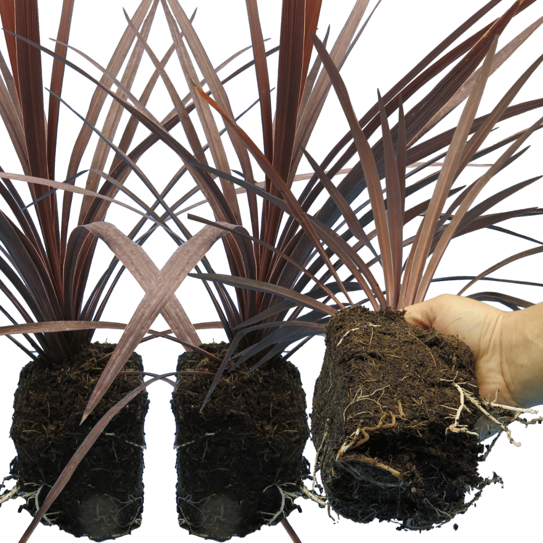 Cordyline Red Star - Frankton's