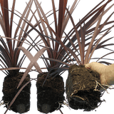 Cordyline Red Star - Frankton's