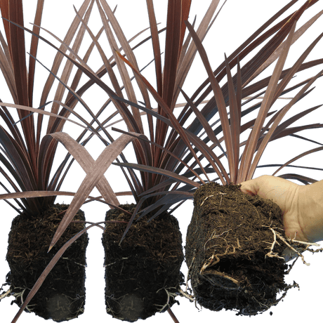 Cordyline Red Star - Frankton's