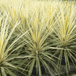 Cordyline Torbay Dazzler - Frankton's