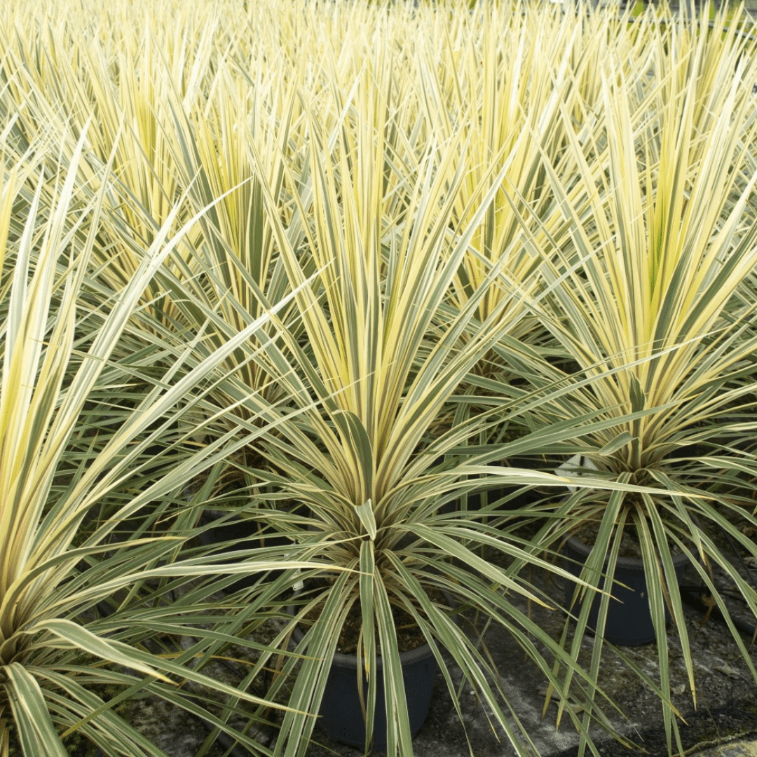 Cordyline Torbay Dazzler - Frankton's