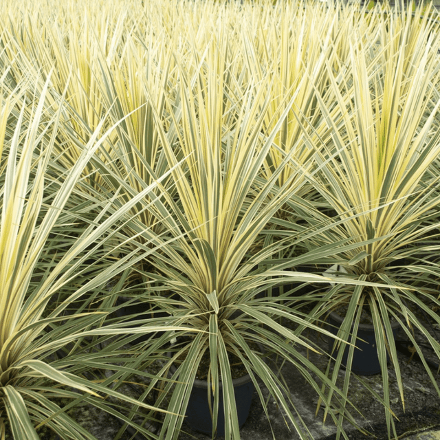 Cordyline Torbay Dazzler - Frankton's