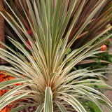 Cordyline Torbay Dazzler - Frankton's